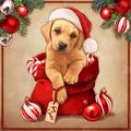 Diamond Art puppy in a red stocking with a Santa hat and Christmas decorations on a beige background.